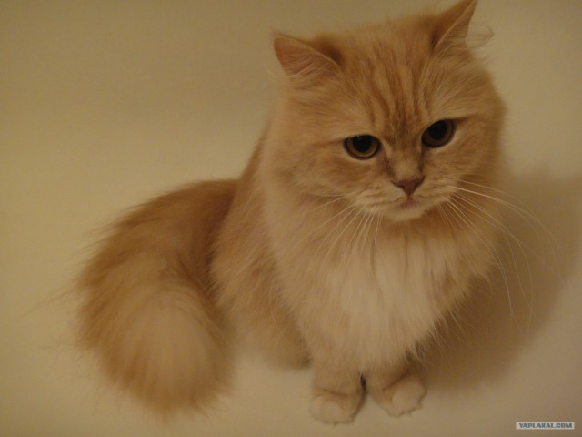Котовторник (21.02.2012)