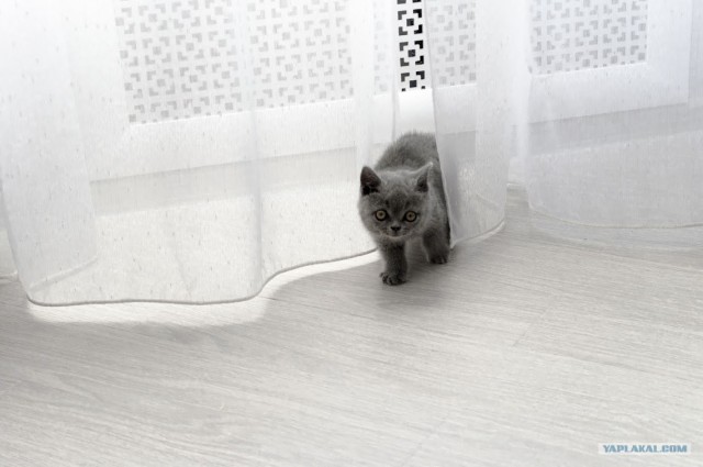 Котовторник 27.03.2012