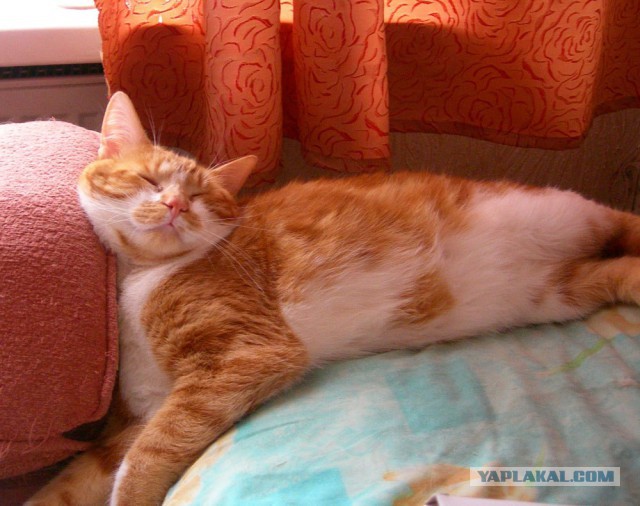 Котовторник 2019