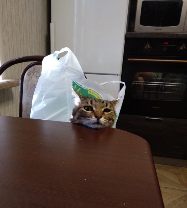 Прикольных котов пост