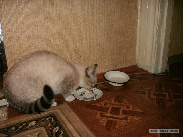 Котовторник (15.05.2012)