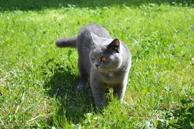 Котовторник 29.05.2012