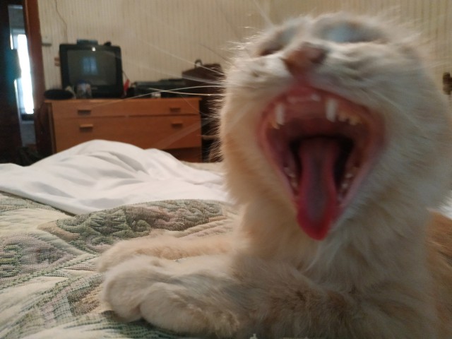 Котовторник 29.01.2019!