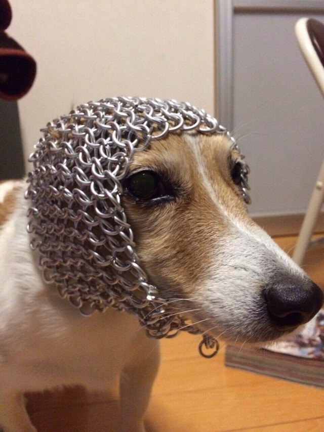 Живность из сети