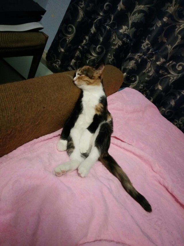 Забавные фото котеек