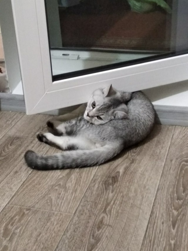 Эти забавные животные