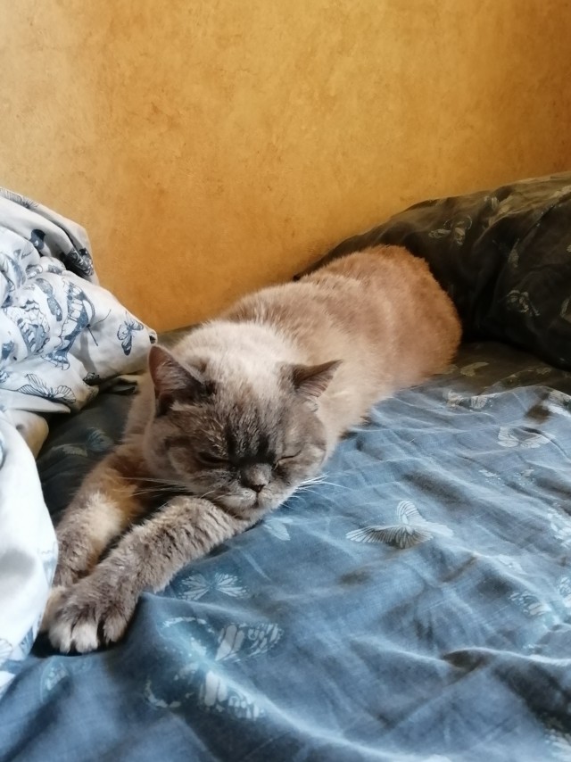 Моя красотка