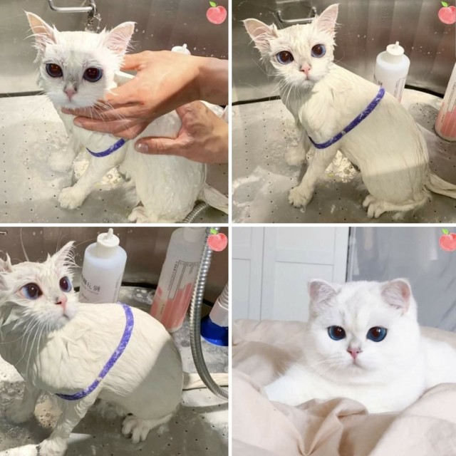 Коты они такие
