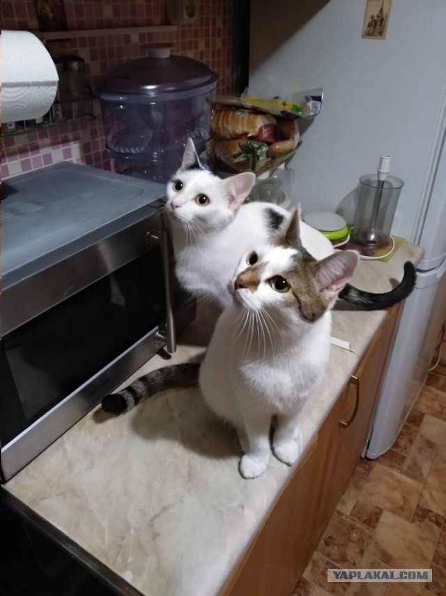 Жизнь домашнего приюта "Котоленд" 269