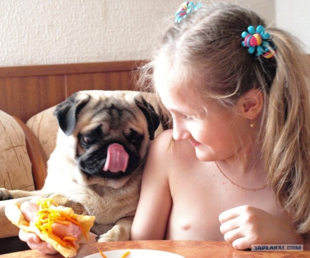 Мопс украл колбасу со стола