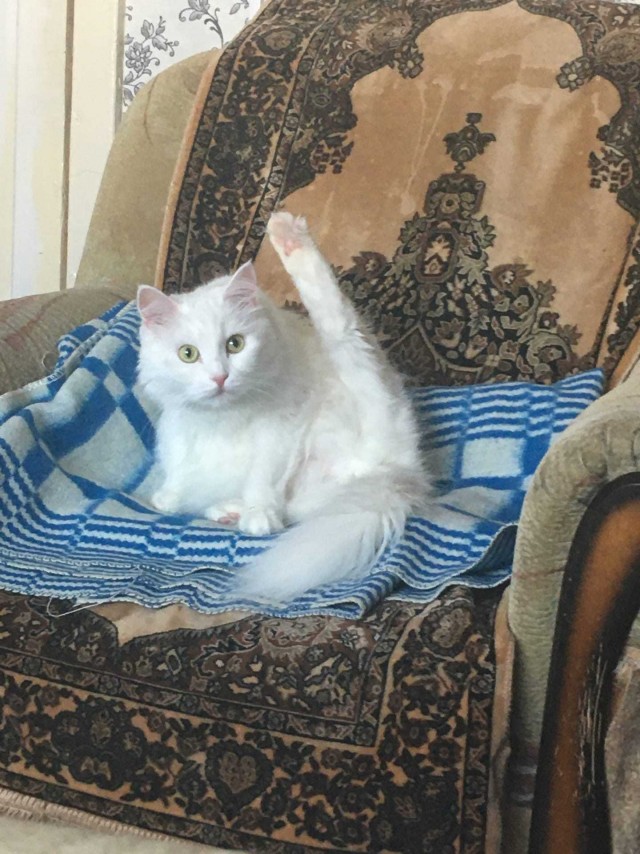 Подборка всякой живности