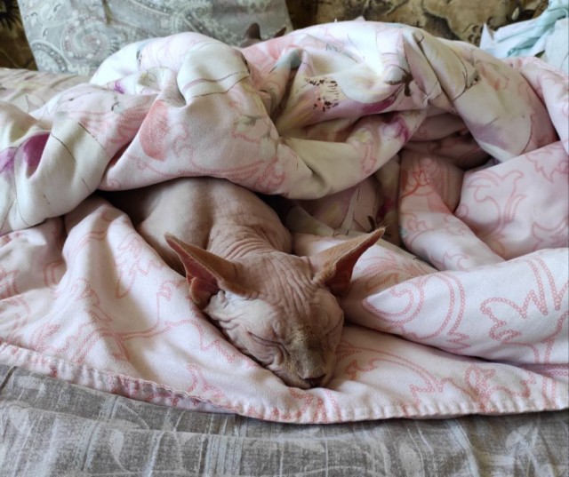 Вторник. Кото-вторник...