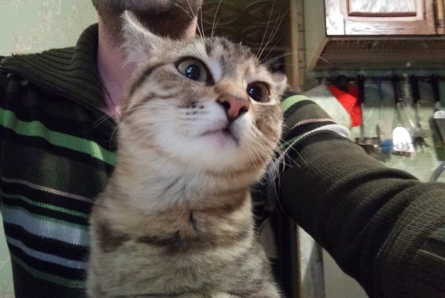 Хоба! Котовторник!