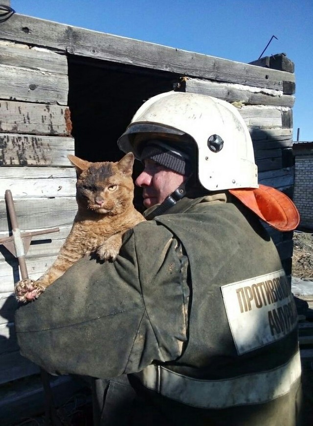 Котенок Ричард