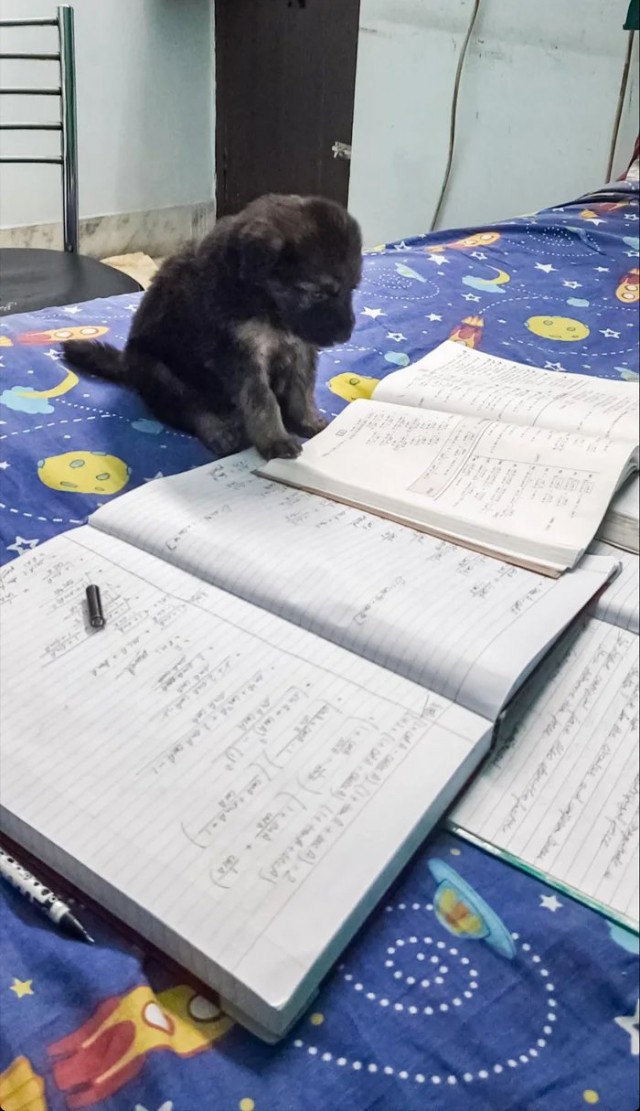 Весёлый полтишок 26.09