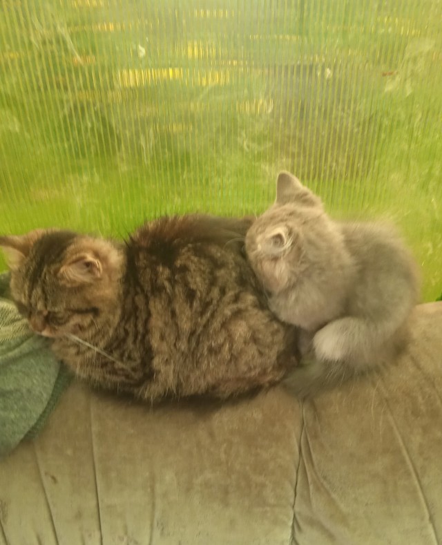 Котовторник же уже наступил?