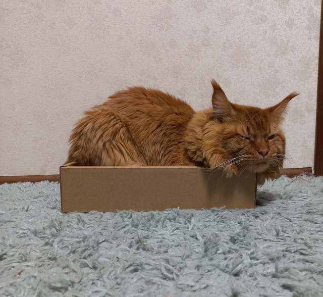 Котовторник 21.12.21