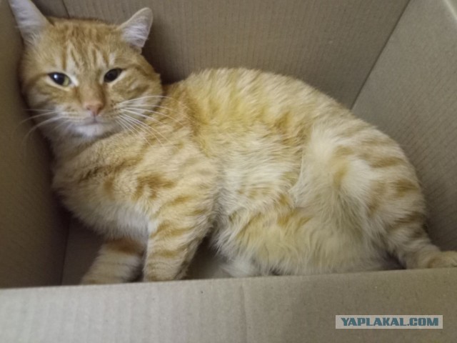 Котовторниковское