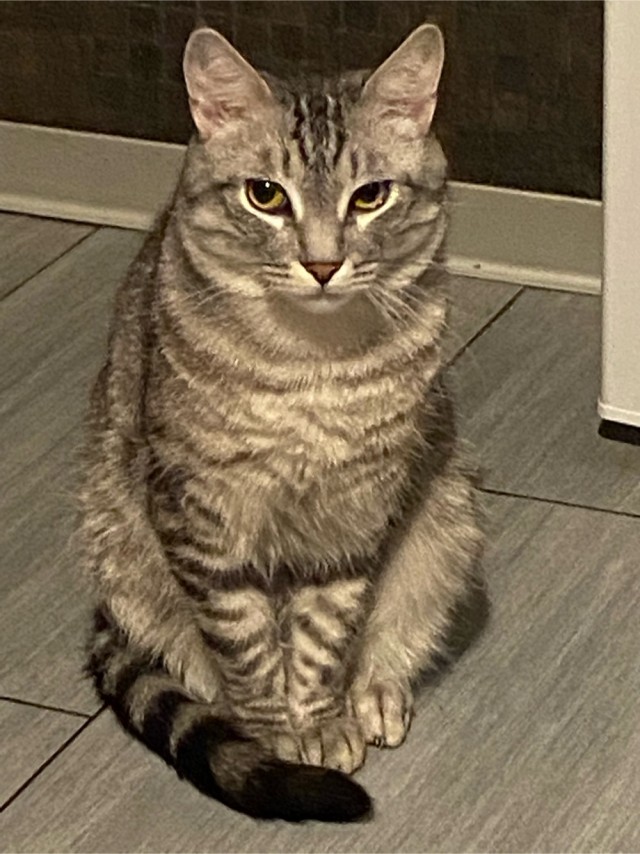 Нафиг эту войну, ковид и т.п. Посмотрите лучше на моего кота!