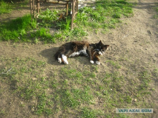 Жизнь домашнего приюта для котеек 392