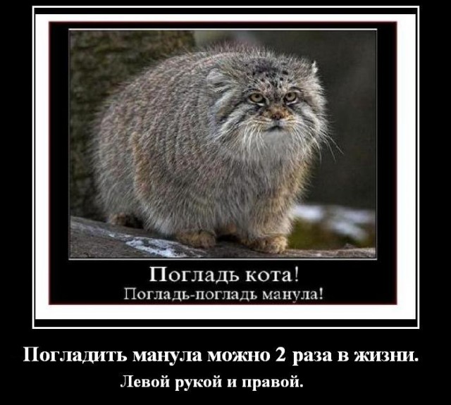 Манул Мия из Новосибирского зоопарка родила шесть котят