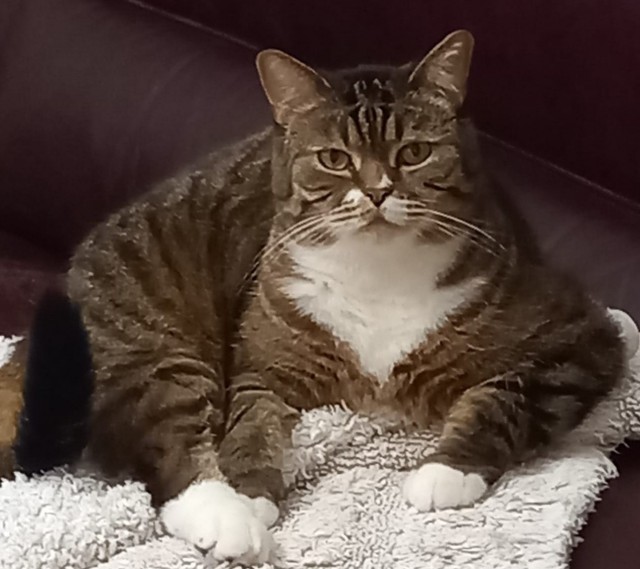 Это обычные коты?...