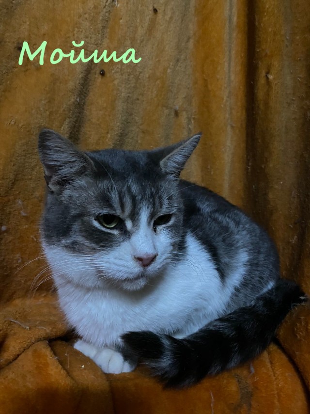 Жизнь домашнего приюта "Котоленд" 366