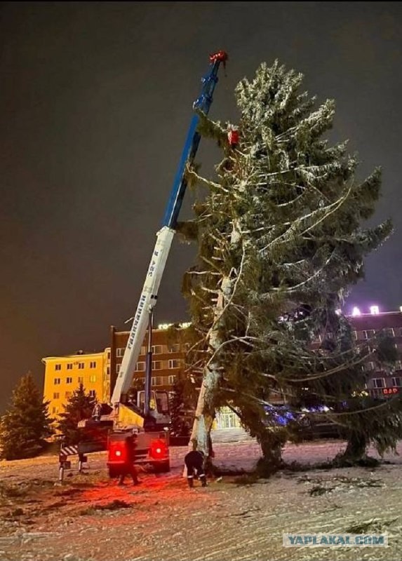 Ёлочка им не нравится..