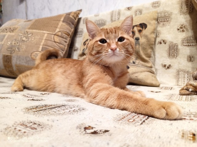 Котовторнику посвящается