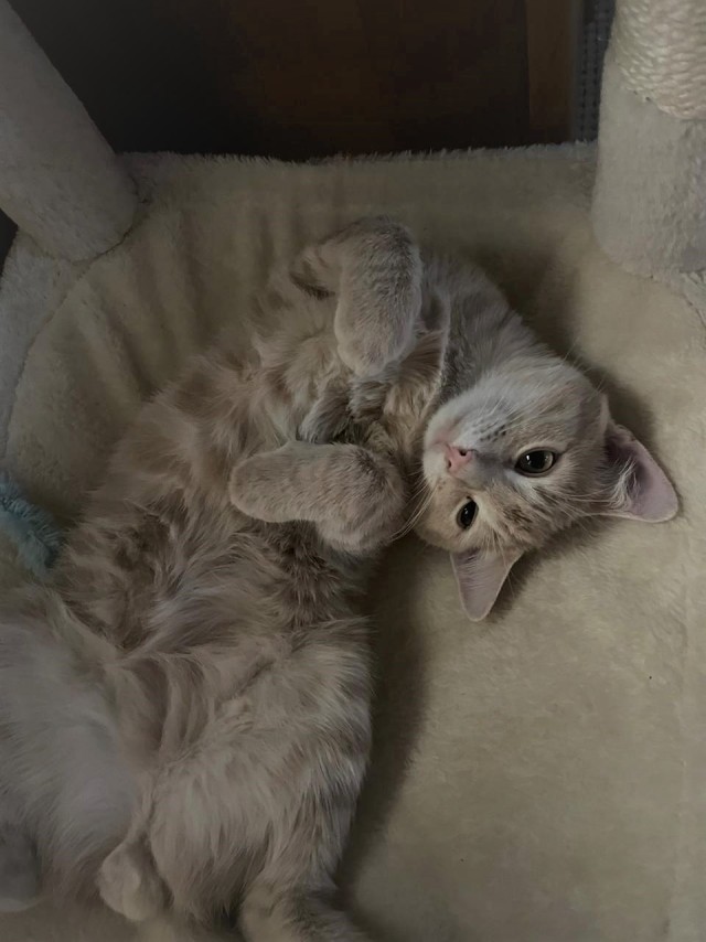 Котячьих потягушечек вам в ленту!