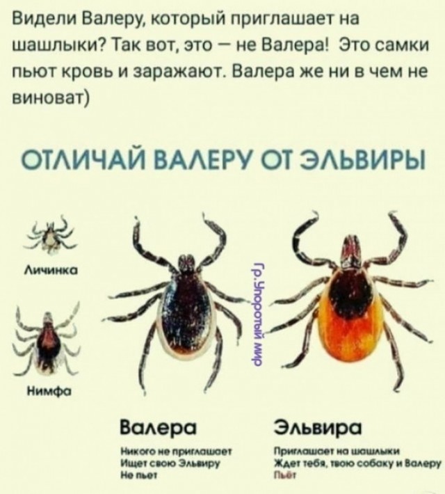 Осторожно клещи!