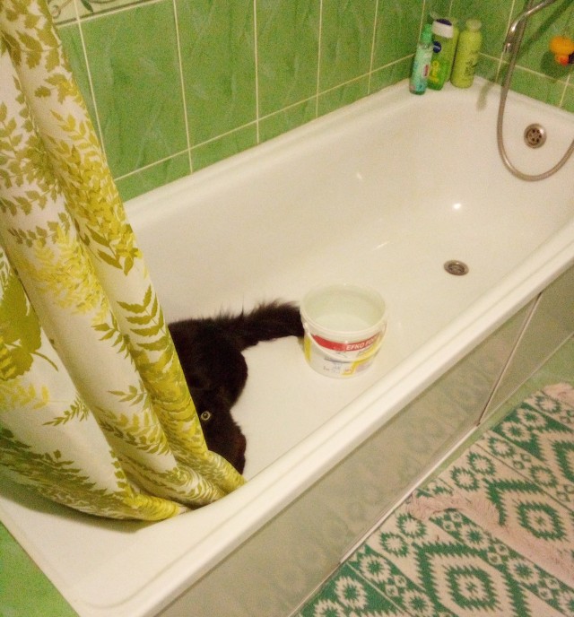 Ловушки для котов