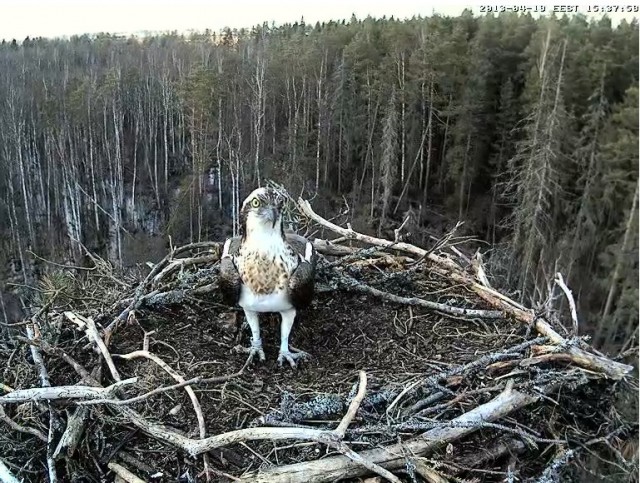 Онлайн трансляция из гнезда Kalakotkas