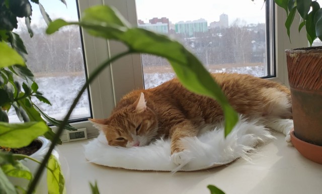 Котовторник 7.11.23