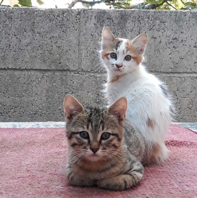 Котовторник