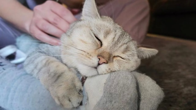 Почему кошка спит с человеком: 3 основные причины и важные моменты, о которых следует знать