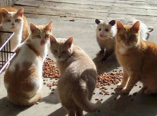 ФотоВинегрет