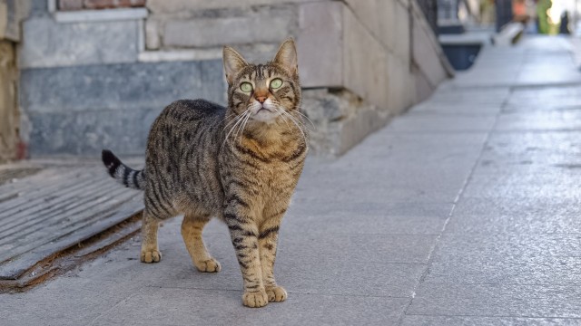 Стамбульские котики