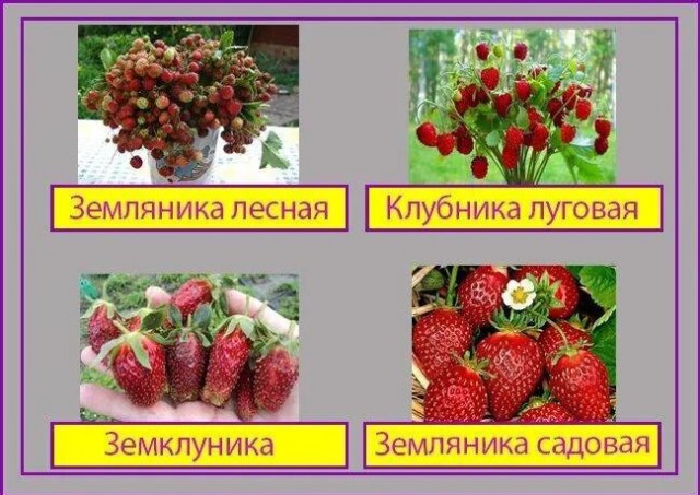 У нас клубника полевая пошла