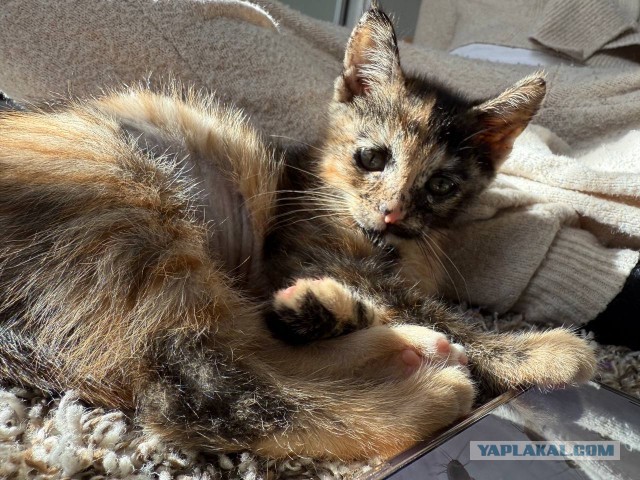 День чёрной кошки отмечается сегодня