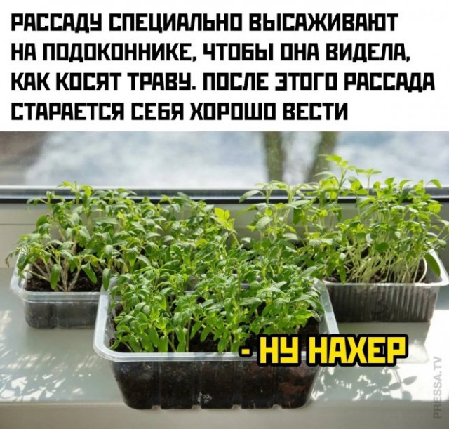 Веселые картинки в пятницу (07.08)
