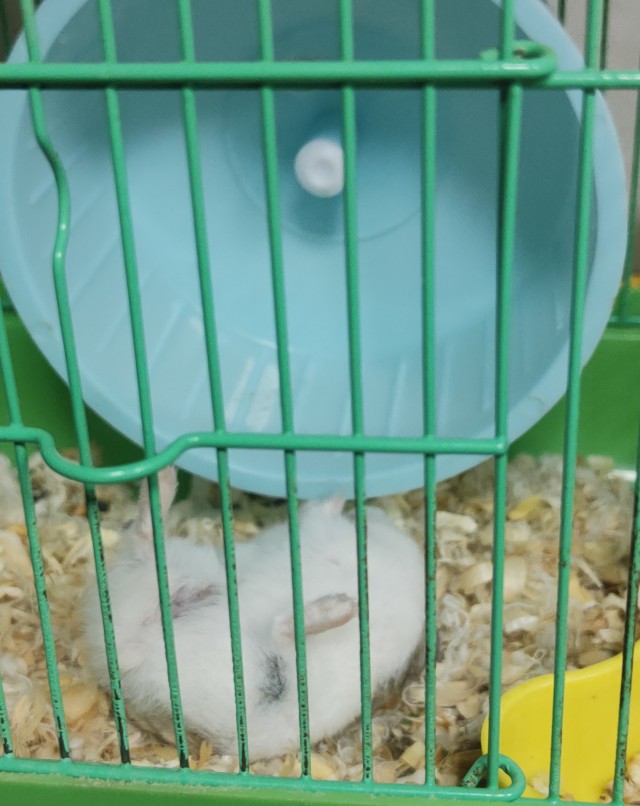 Хома