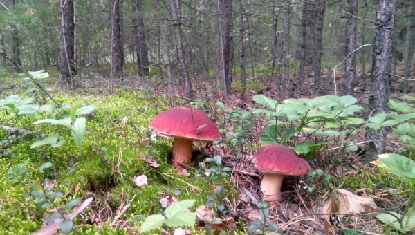 Первый случай отравления грибами в этом сезоне в Подмосковье — пятилетнего ребенка госпитализировали с острым отравлением