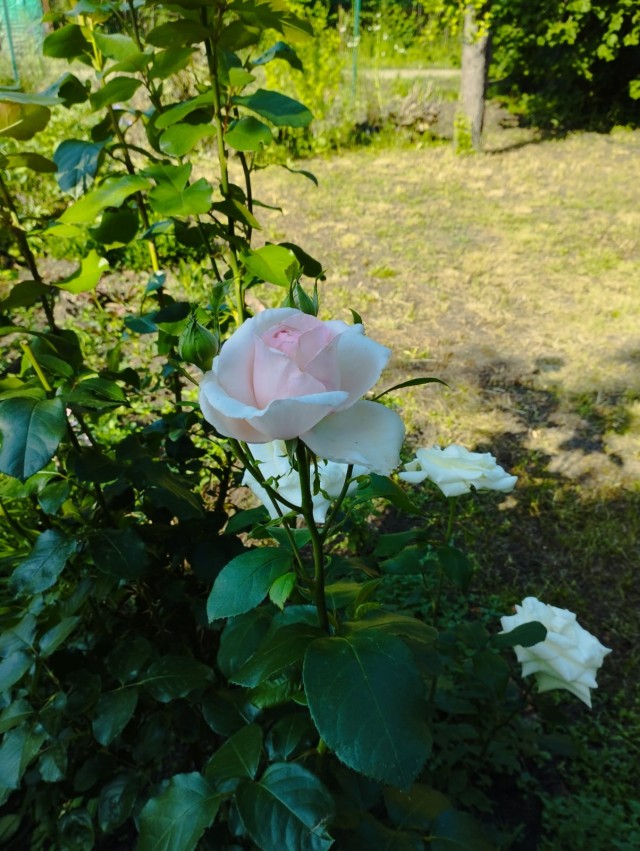 Роза