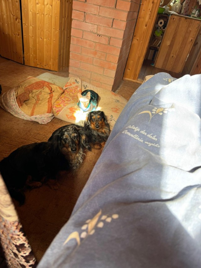 Утро на даче