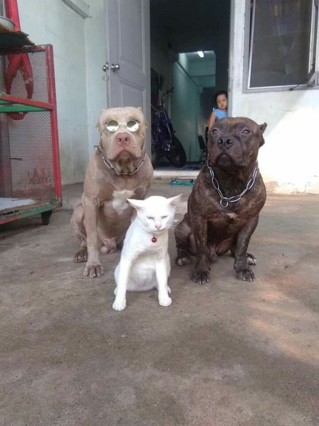 Кошка решила, что этот щенок теперь тоже котёнок