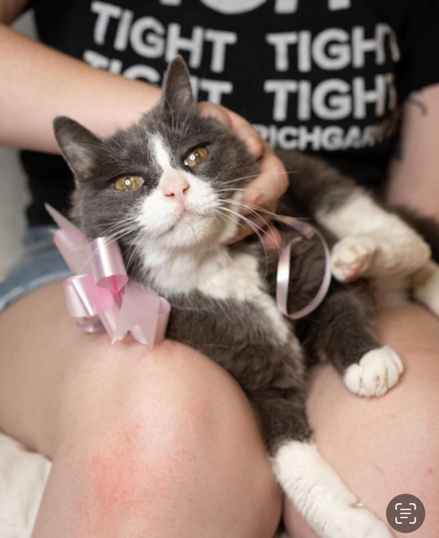 Тред одной очень старой кошки