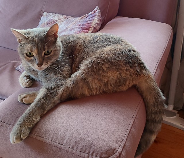 Котовторник