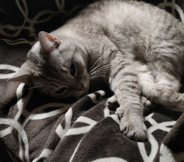 Ночное кормление котов