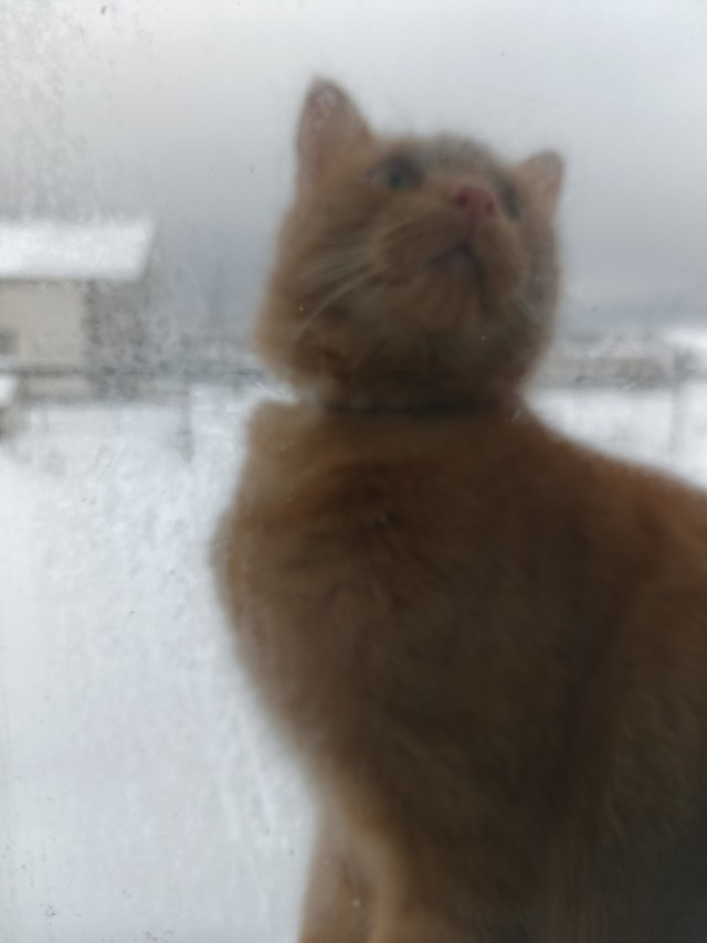 Я рыжий!